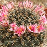 Mammillaria mainiae JLcoll.2812.jpg